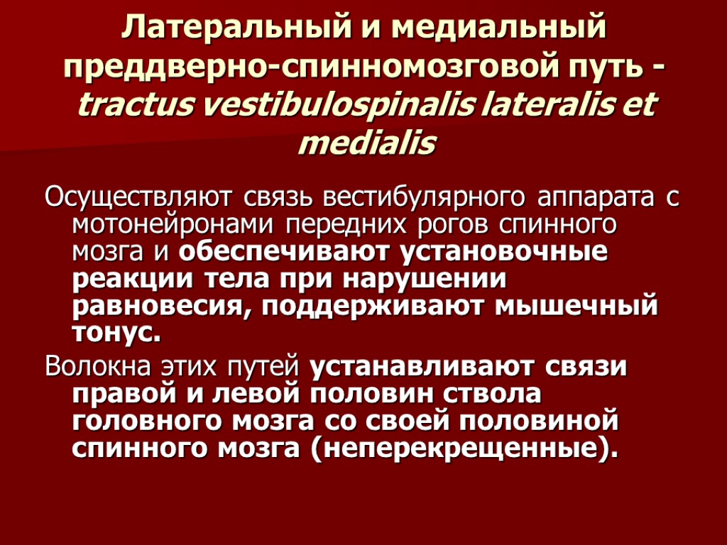 Латеральный и медиальный преддверно-спинномозговой путь - tractus vestibulospinalis lateralis et medialis Осуществляют связь вестибулярного